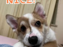 -多卡布奇宠物生活馆(上林世家店)