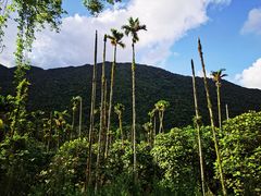 -海南热带雨林国家公园吊罗山景区
