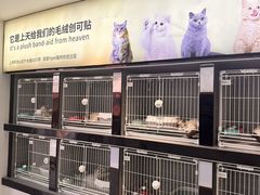 -翊宠yipet猫狗购宠庄园犬舍•猫舍