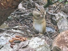 -五营红松林海景区