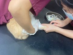 -美联众合动物医院(·中兽医·疑难杂症·严家桥分院)