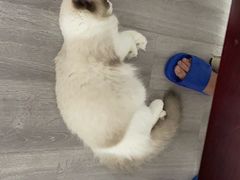 -爱侣宠医·鹦鹉专科·小型哺乳类·异宠专科(灵石路店)