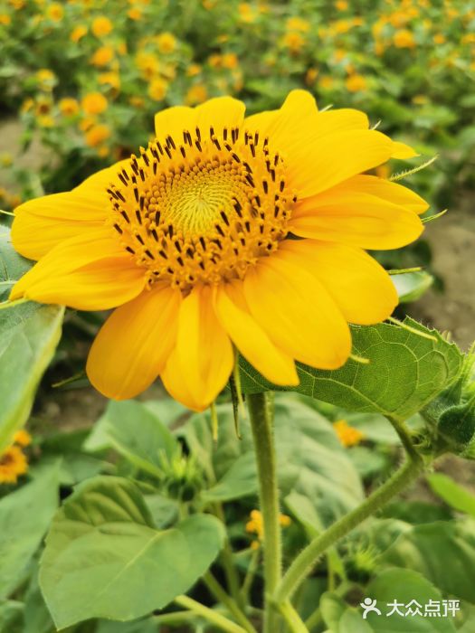 天府芙蓉园图片