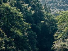 -大鄣山卧龙谷景区