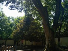 -上海佘山国家森林公园天马山园