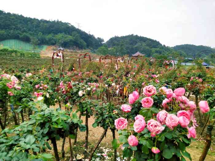 山城玫瑰花海-"山城玫瑰花海,听起名字很霸气,宣传的也很.