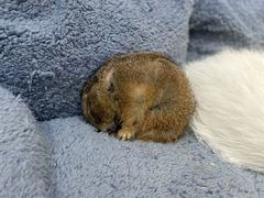 -有猫主题·治愈系猫咖(曾厝垵店)