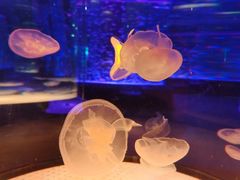 -海合安成都极地海洋公园