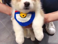 -熊小胖宠物生活馆(天华园店)