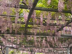 -嘉定紫藤园