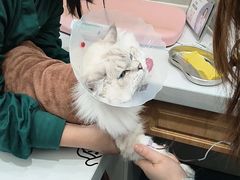 -佑安动物医院·全科·内窥镜中心(幸福巷店)