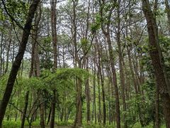 -铁山坪森林公园