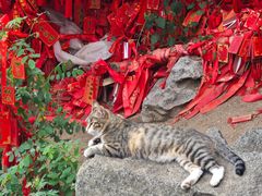 -泰山风景名胜区