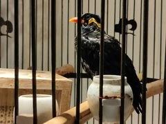 -清真·京华源铜锅涮肉(丰庆店)