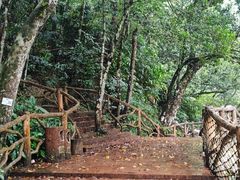 -海南热带雨林国家公园吊罗山景区