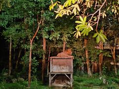 -清迈夜间动物园