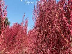 -汉长安城未央宫国家考古遗址公园