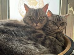 -达爱动物医院·犬猫分区·CT·复杂眼科(远洋山水分院)