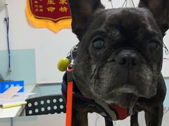 -特一安24小时宠物医院·骨科·中兽医