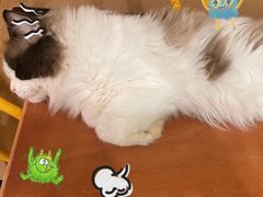 -猫在这儿猫咪咖啡馆·撸猫馆