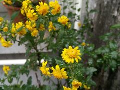 -香缘桥云南过桥米线(中心街店)