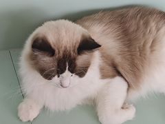 -怪兽屋·羊驼·猫咖·狗咖(俊华广场店)