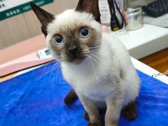 -佑安动物医院·全科·内窥镜中心(幸福巷店)