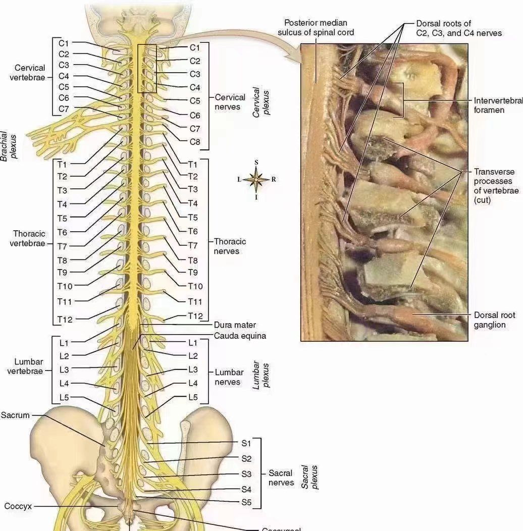 脊神经后支疼痛综合症