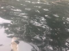 -美的鹭湖森林度假区