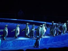 -珠海横琴长隆《卡卡虎奇遇记》