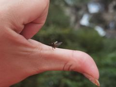 -海南热带雨林国家公园吊罗山景区