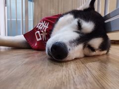 -Husky Go! 哈士奇体验馆·宠物咖啡厅狗咖