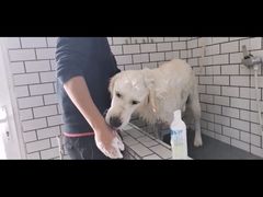 -趣玩宠物乐园寄养训犬训狗游泳池