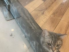 -袖虎·猫馆(体育西路店)