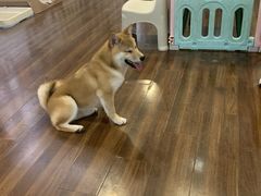 -柯斗斗主题餐厅·狗咖·围炉煮茶·茶饮(国瑞升平里店)