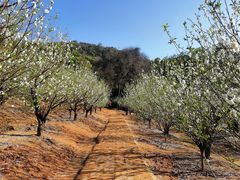 -南国桃园旅游度假区