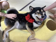 -逗柴咖啡屋·狗咖猫咖宠物桌游