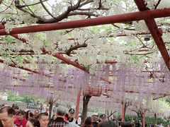 -嘉定紫藤园