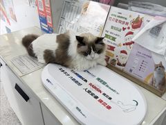 -四月宠物医院·猫专科·心脏专科·内科(转塘店)