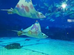 -烟台海昌鲸鲨海洋公园