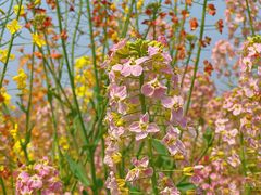 -中国天府农业博览园