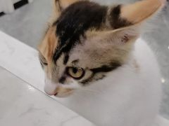 -东莞宠友24H宠物中心医院·转诊夜诊·异宠(新河北路院)