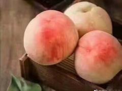 -南汇新场正宗水蜜桃采摘