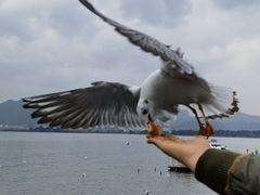 -海埂大坝