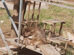 -青藏高原野生动物园