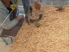 -怪兽屋·羊驼·猫咖·狗咖(俊华广场店)