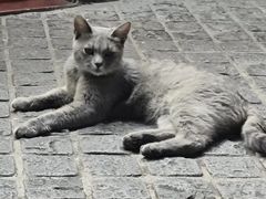 -猫岛主趣味餐厅(鼓浪屿店)