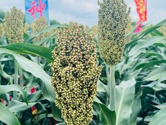 -长春农博园