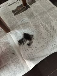 点击看大图 -龙文宝贝上门婴儿理发满月剃胎毛(总店)