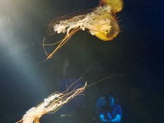 -欢乐海岸海洋奇梦馆